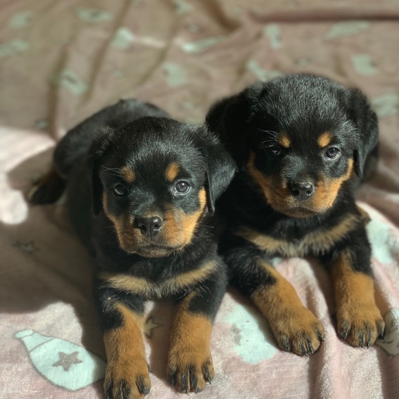 Meet your Posher, Chase - Picture 4 of 7